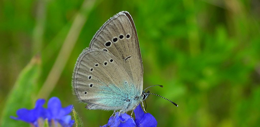 Modraszek aleksis (Glaucopsyche alexis)