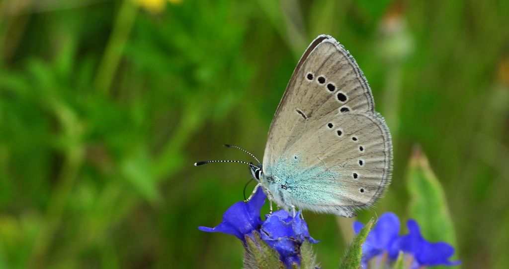 Modraszek aleksis (Glaucopsyche alexis)