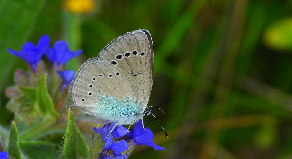 Modraszek aleksis (Glaucopsyche alexis)