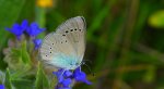 Modraszek aleksis (Glaucopsyche alexis)