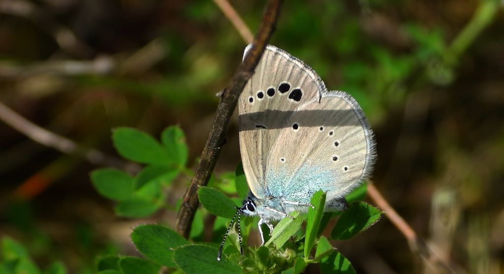 Modraszek aleksis (Glaucopsyche alexis)