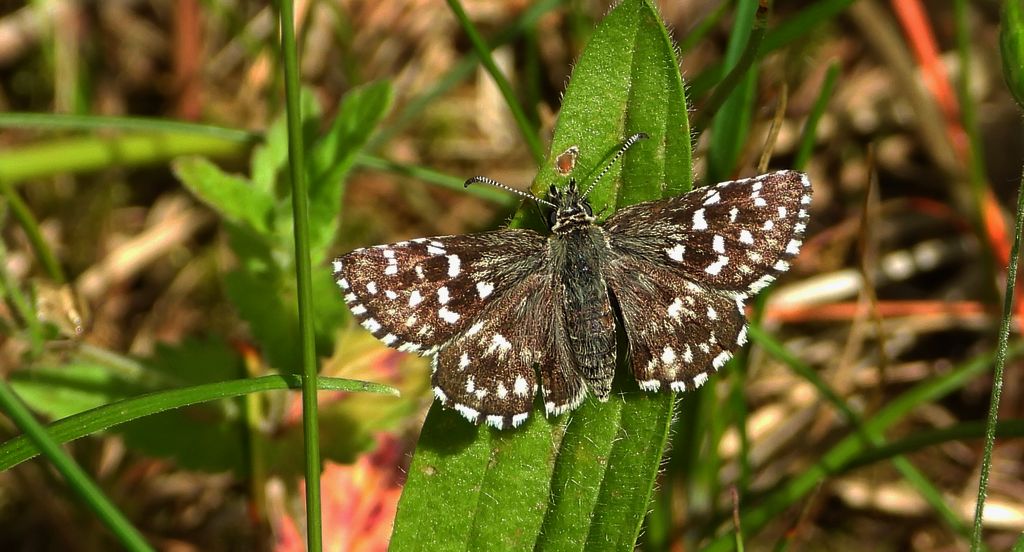 Powszelatek malwowiec (Pyrgus malvae)