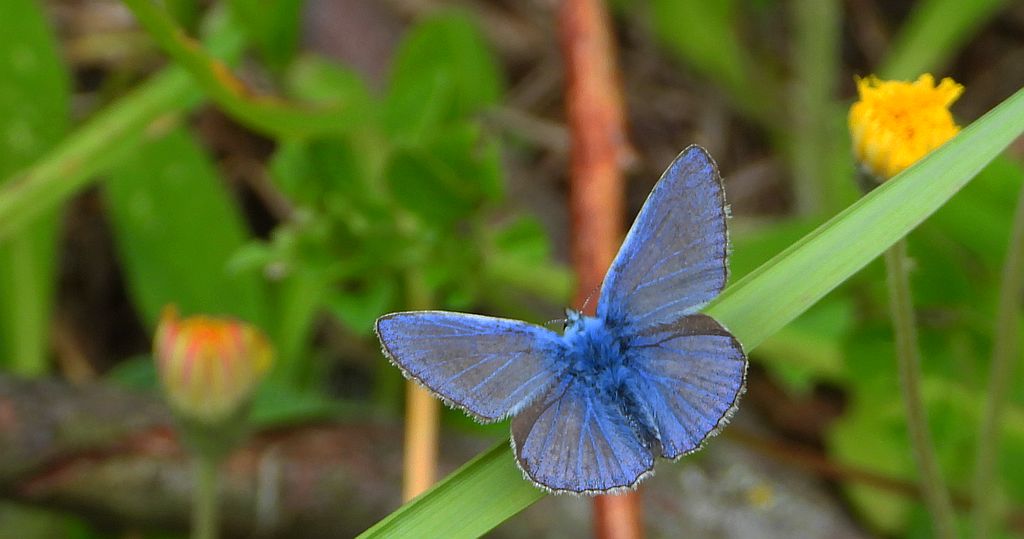 Modraszek ikar (Polyommatus icarus)