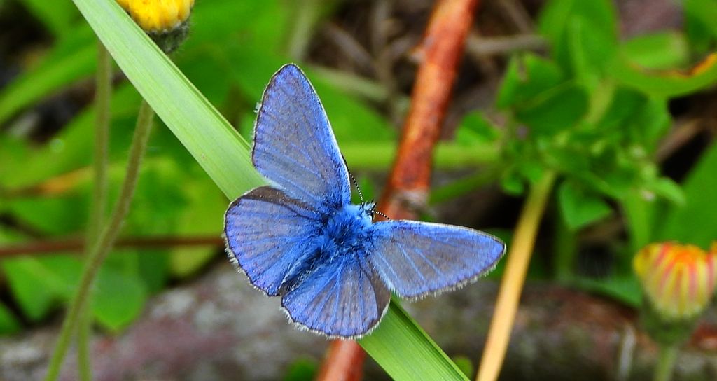 Modraszek ikar (Polyommatus icarus)