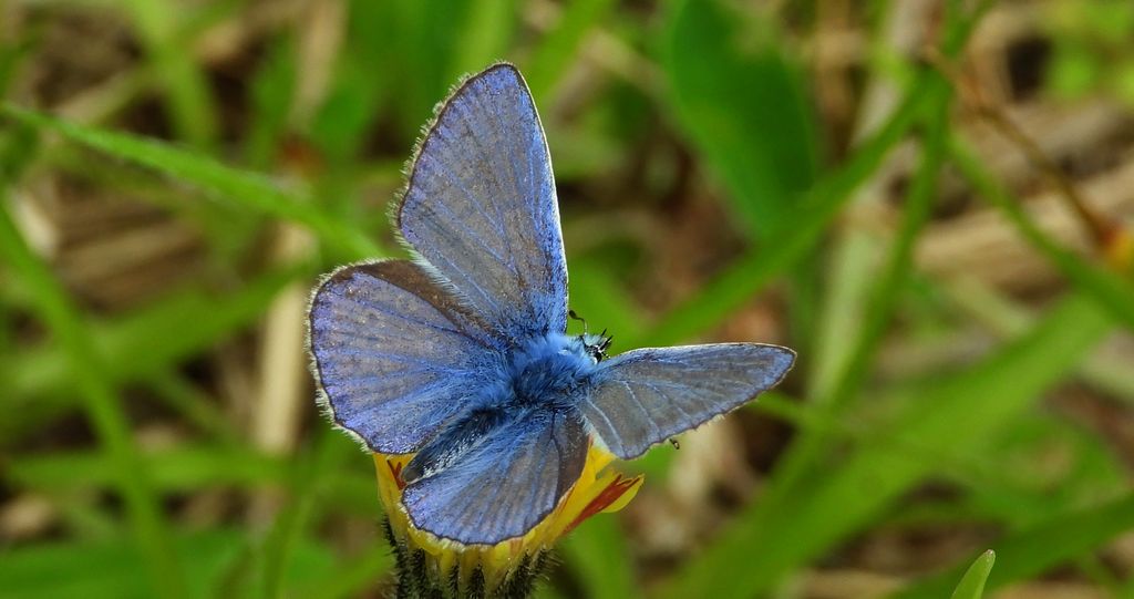 Modraszek ikar (Polyommatus icarus)