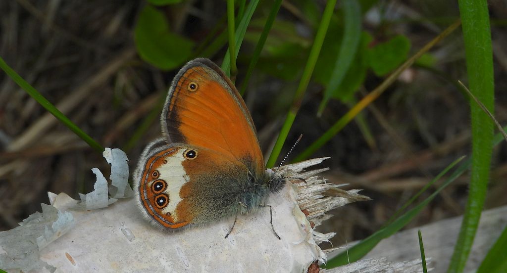Strzępotek perełkowiec (Coenonympha arcania)