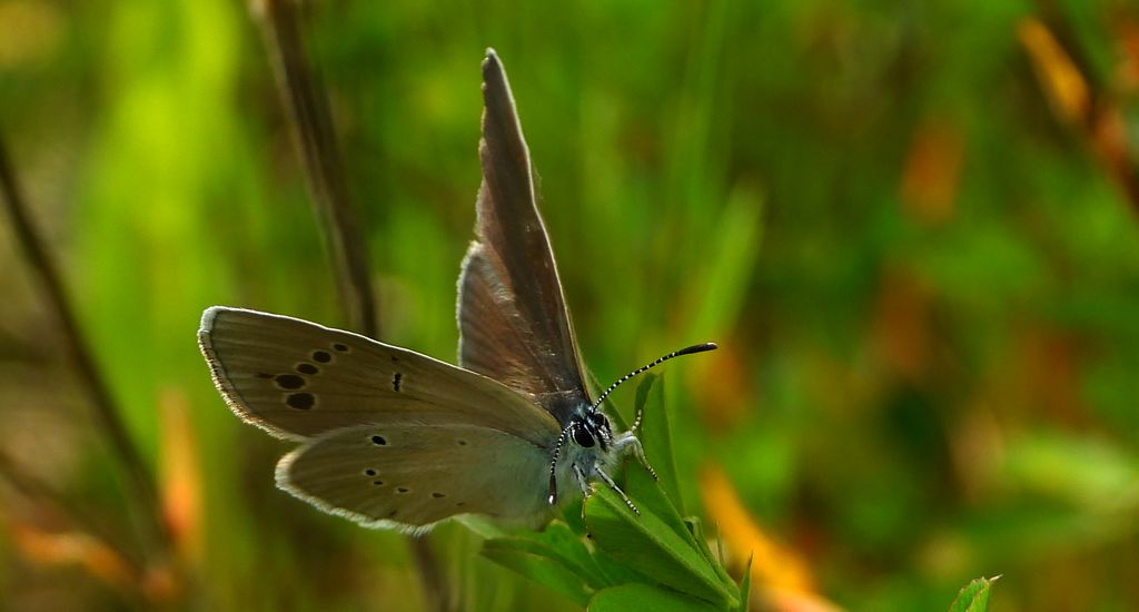 Modraszek aleksis (Glaucopsyche alexis)