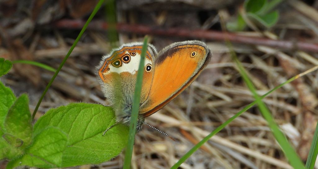 Strzępotek perełkowiec (Coenonympha arcania)
