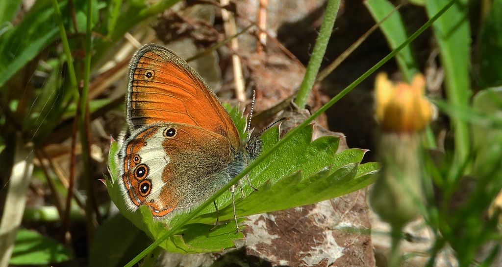 Strzępotek perełkowiec (Coenonympha arcania)