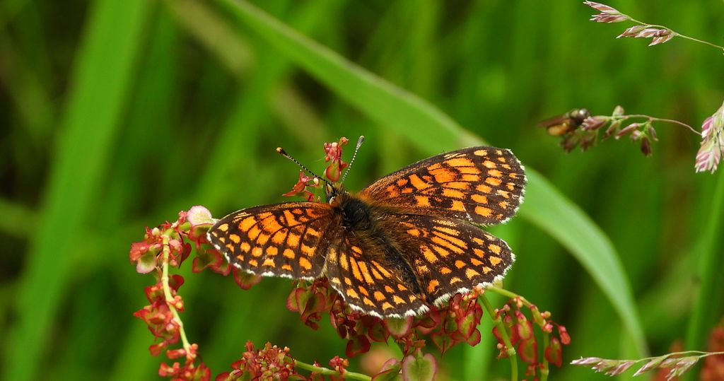 Przeplatka diamina (Melitaea diamina)