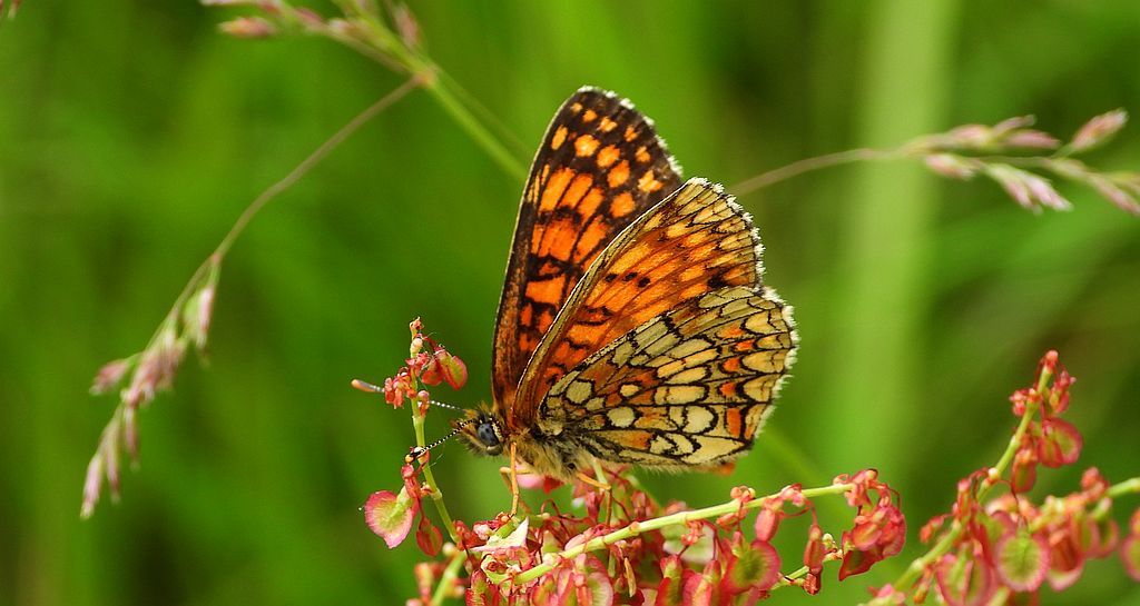 Przeplatka diamina (Melitaea diamina)