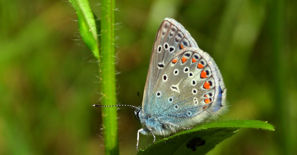 Modraszek ikar (Polyommatus icarus)