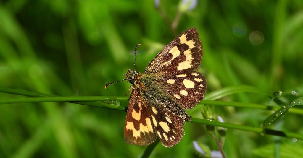 Kosternik palemon (Carterocephalus palaemon)