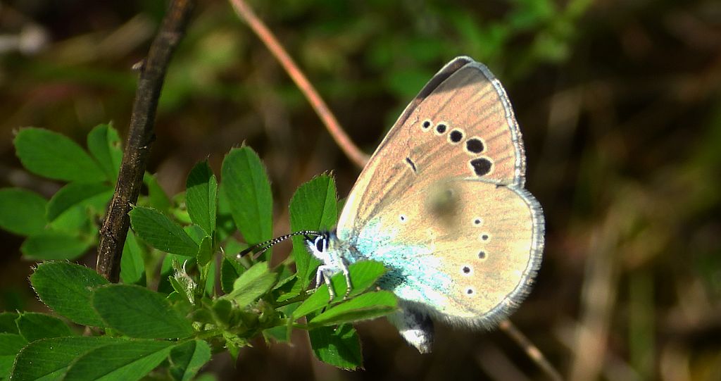 Modraszek aleksis (Glaucopsyche alexis)