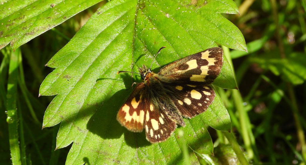 Kosternik palemon (Carterocephalus palaemon)