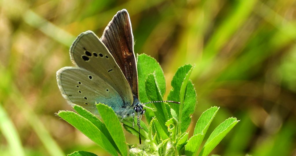 Modraszek aleksis (Glaucopsyche alexis)