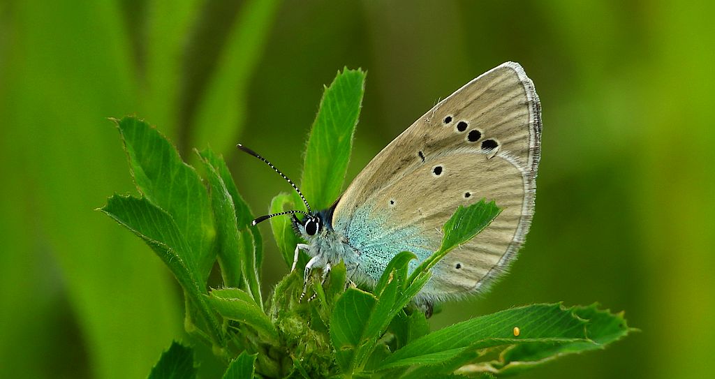 Modraszek aleksis (Glaucopsyche alexis)