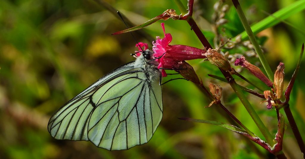 Niestrzęp głogowiec (Aporia crataegi)