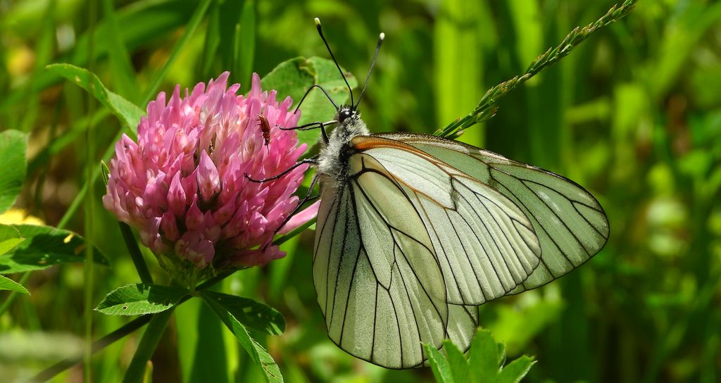 Niestrzęp głogowiec (Aporia crataegi)