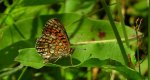Dostojka eunomia (Boloria eunomia)