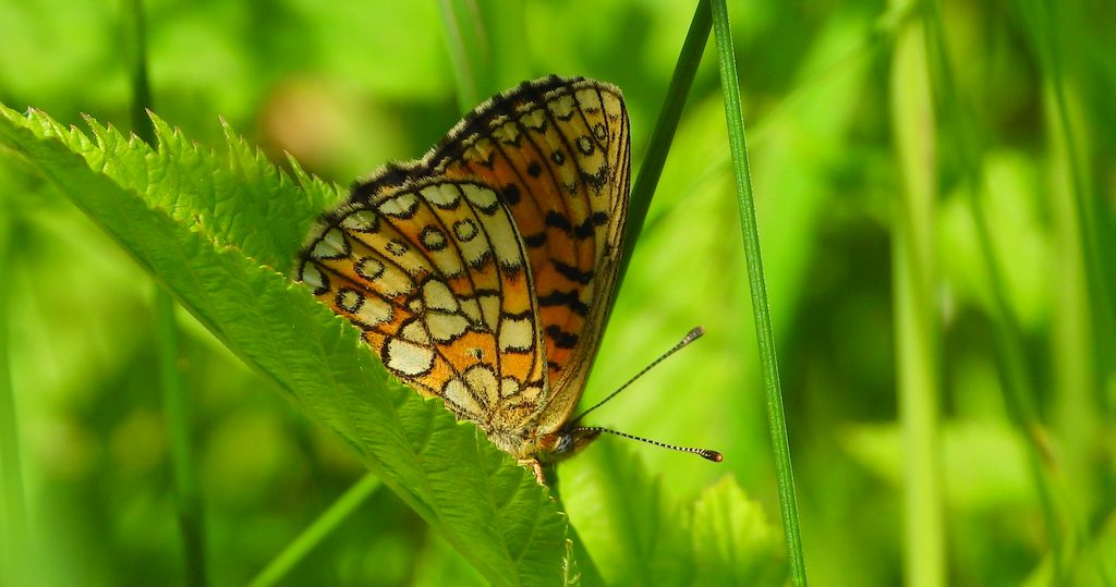 Dostojka eunomia (Boloria eunomia)