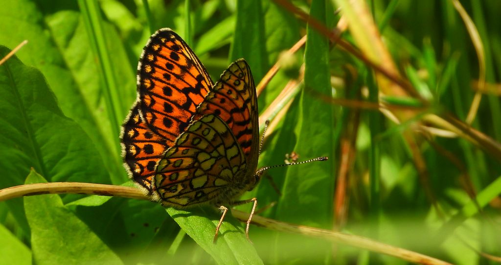 Dostojka eunomia (Boloria eunomia)