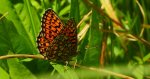 Dostojka eunomia (Boloria eunomia)