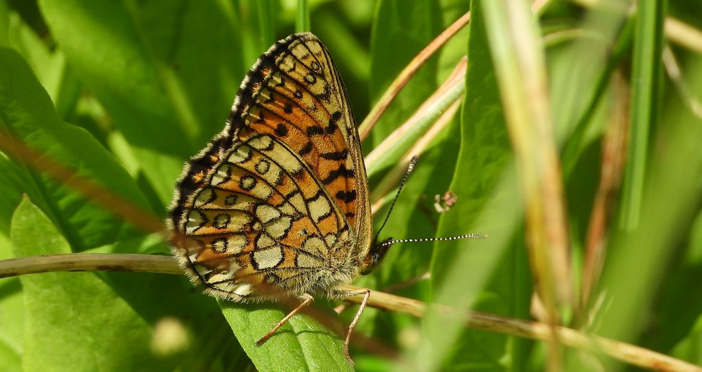 Dostojka eunomia (Boloria eunomia)