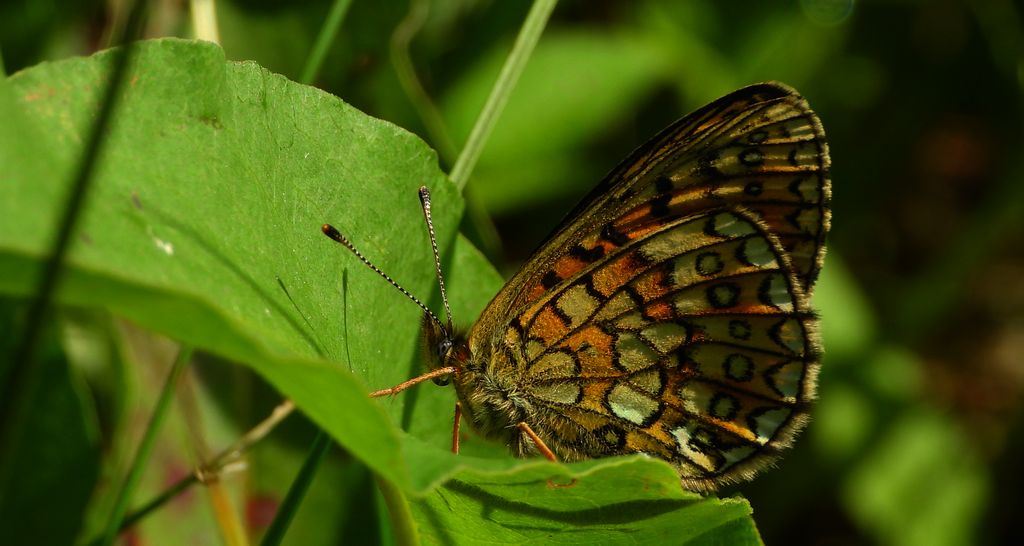 Dostojka eunomia (Boloria eunomia)