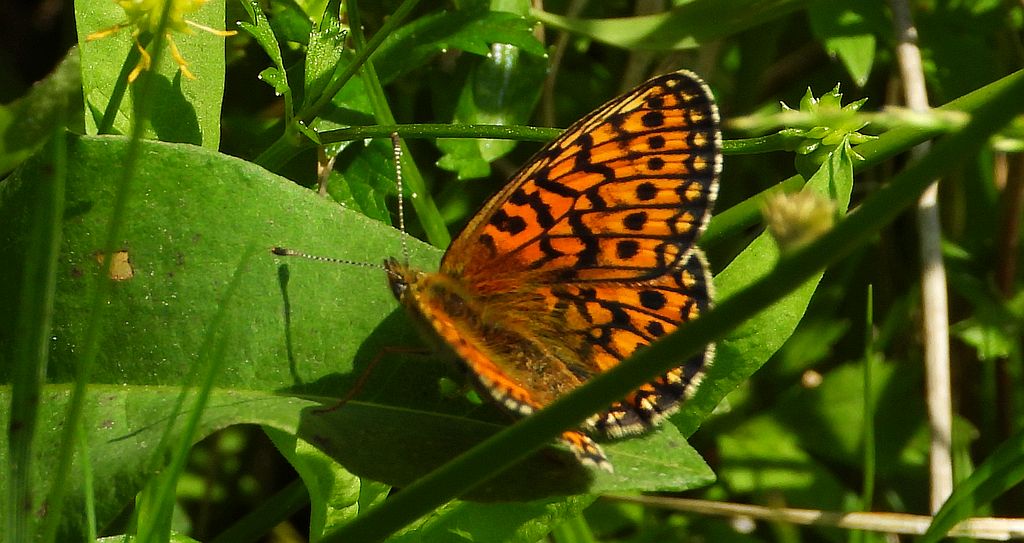 Dostojka eunomia (Boloria eunomia)
