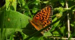 Dostojka eunomia (Boloria eunomia)