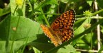 Dostojka eunomia (Boloria eunomia)