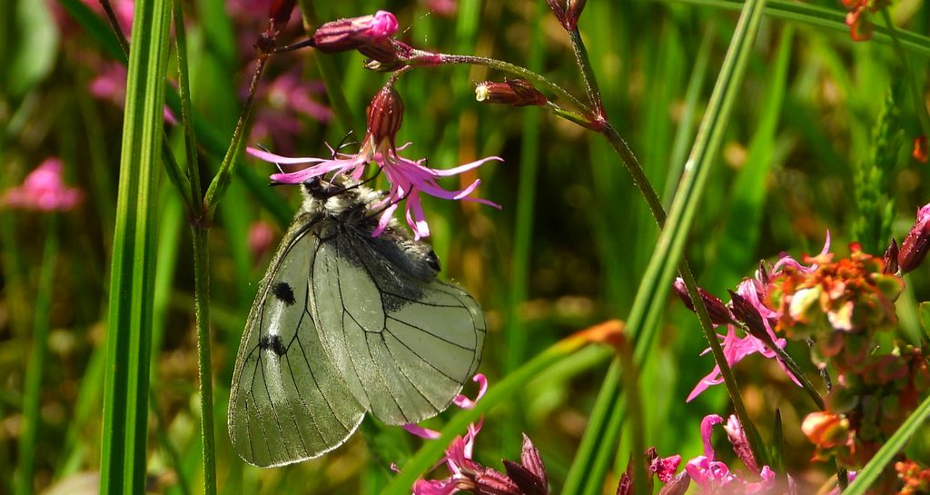 Niepylak mnemozyna (Parnassius mnemosyne)