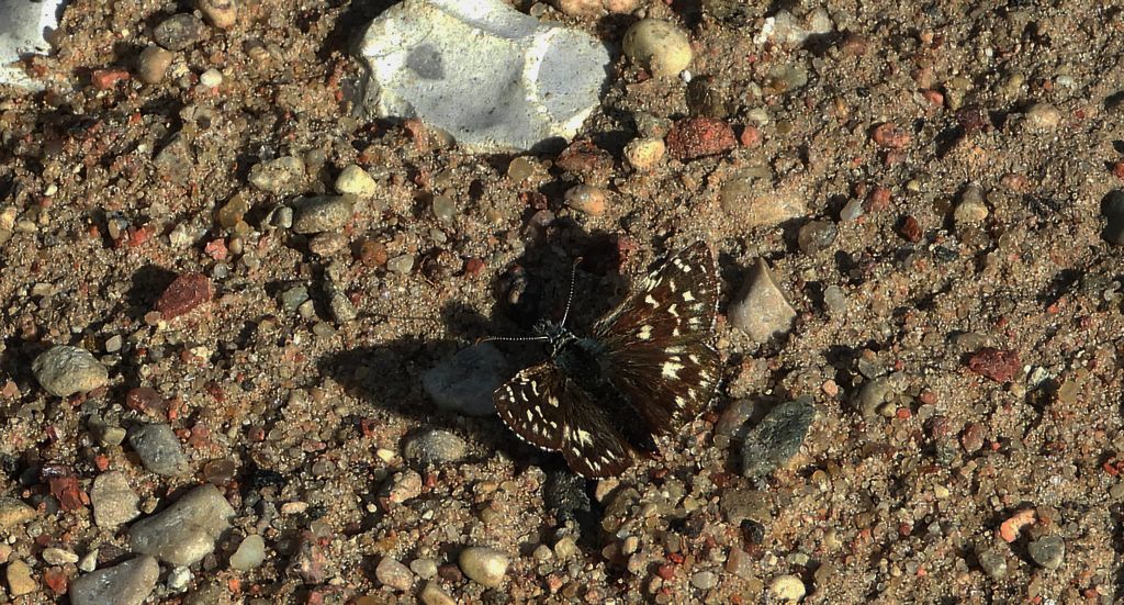 Powszelatek malwowiec (Pyrgus malvae)