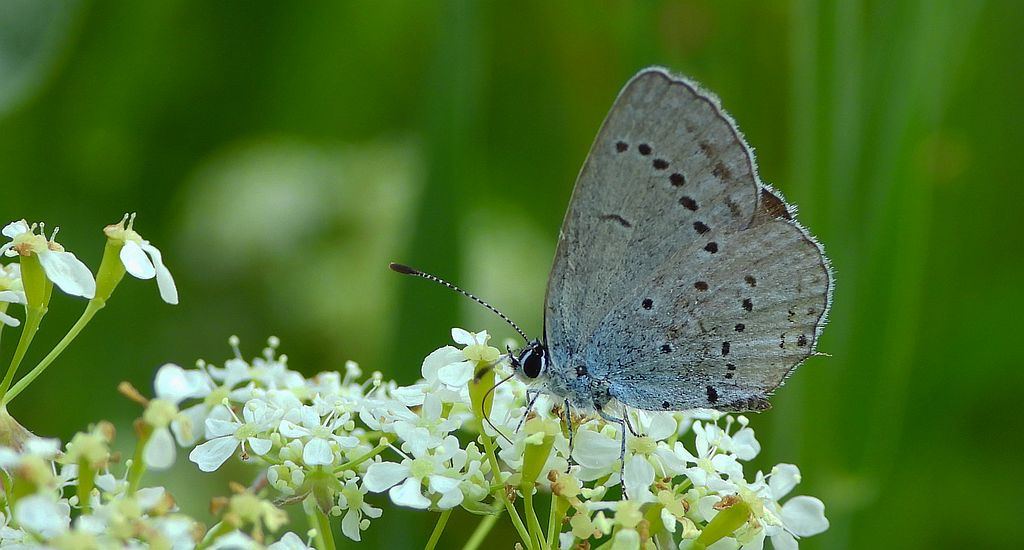 Modraszek malczyk (Cupido minimus)