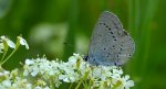 Modraszek malczyk (Cupido minimus)