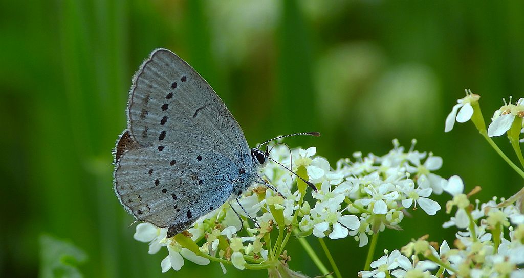 Modraszek malczyk (Cupido minimus)