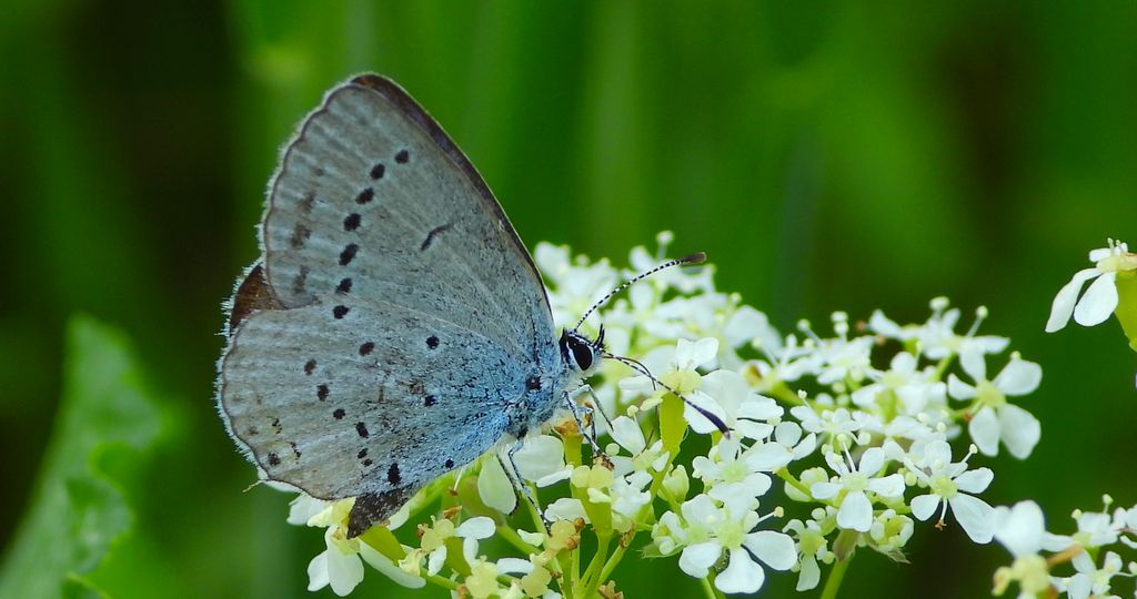 Modraszek malczyk (Cupido minimus)