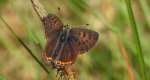 Czerwończyk fioletek (Lycaena helle)