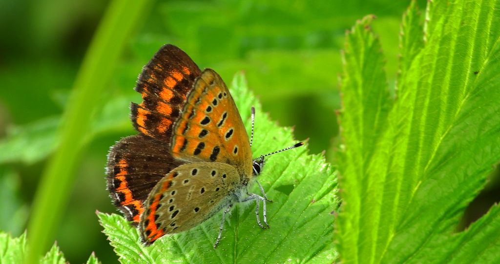 Czerwończyk fioletek (Lycaena helle)