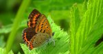 Czerwończyk fioletek (Lycaena helle)
