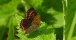 Czerwończyk fioletek (Lycaena helle)