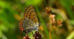 Czerwończyk fioletek (Lycaena helle)