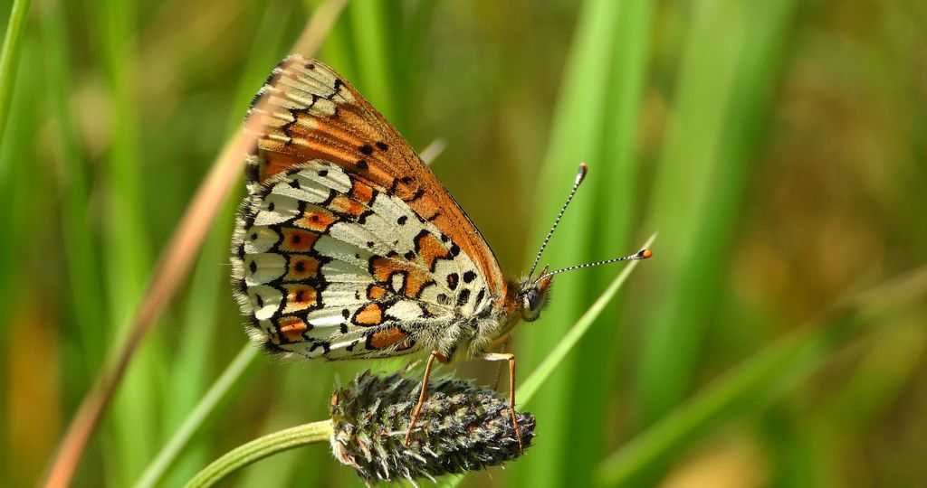 Przeplatka cinksia (Melitaea cinxia)