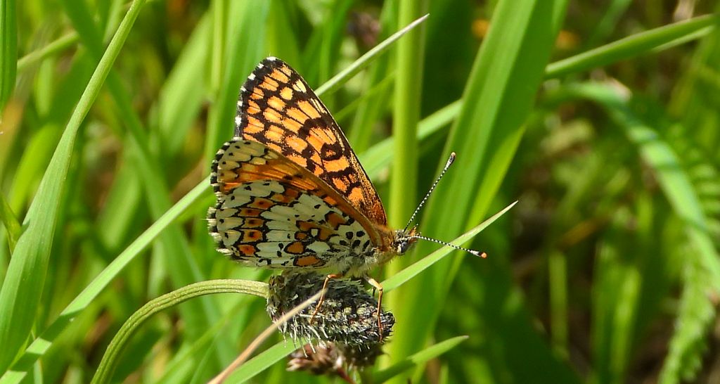 Przeplatka cinksia (Melitaea cinxia)
