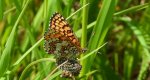 Przeplatka cinksia (Melitaea cinxia)