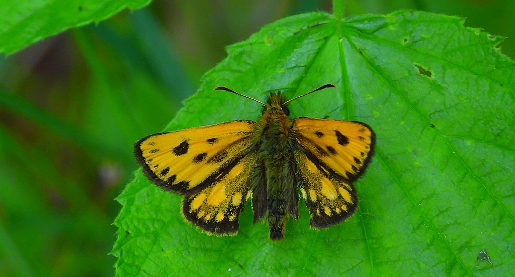 Kosternik leśniak (Carterocephalus silvicola)