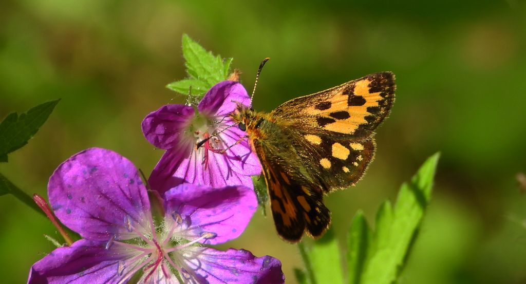 Kosternik leśniak (Carterocephalus silvicola)