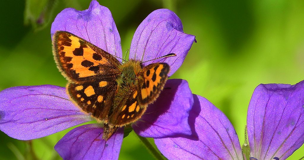 Kosternik leśniak (Carterocephalus silvicola)