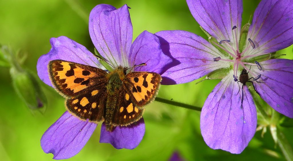 Kosternik leśniak (Carterocephalus silvicola)